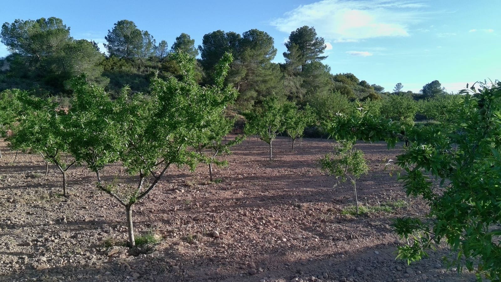 Finka/Dom wiejski na sprzedaż w Pinoso - 39 900 € (Ref: 9803897)