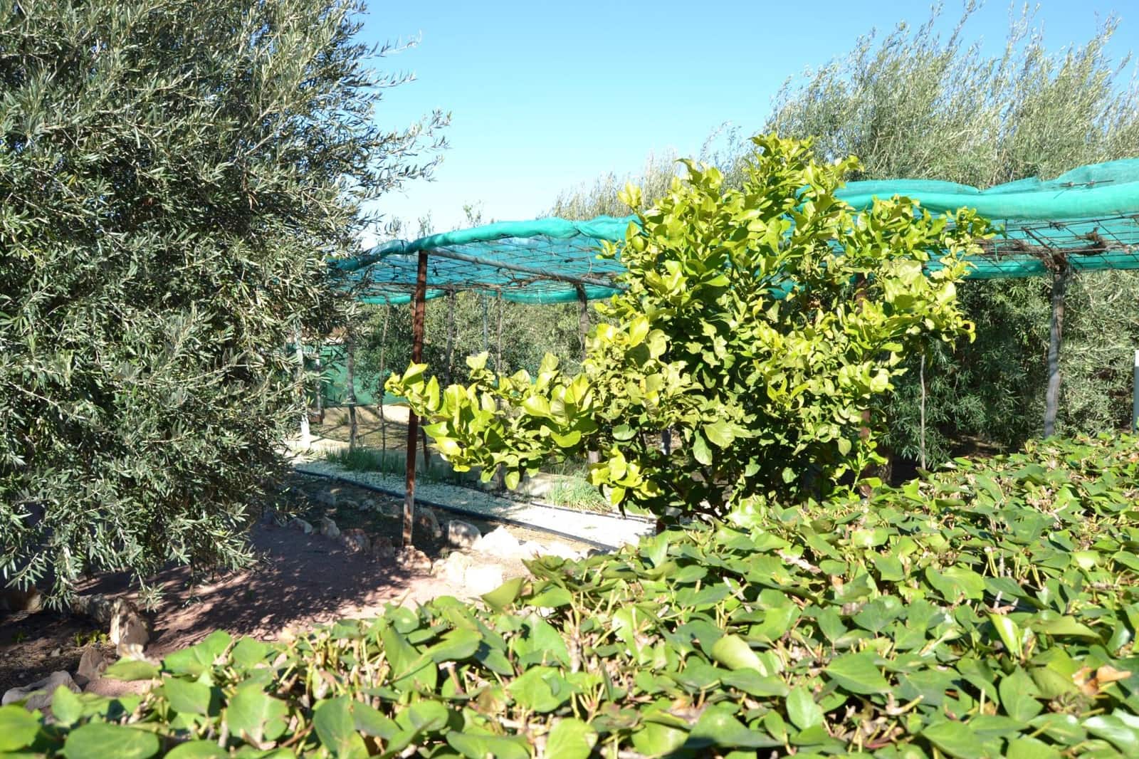 3 slaapkamer Villa te koop in Elche / Elx met zwembad garage - € 339.000 (Ref: 9671012)