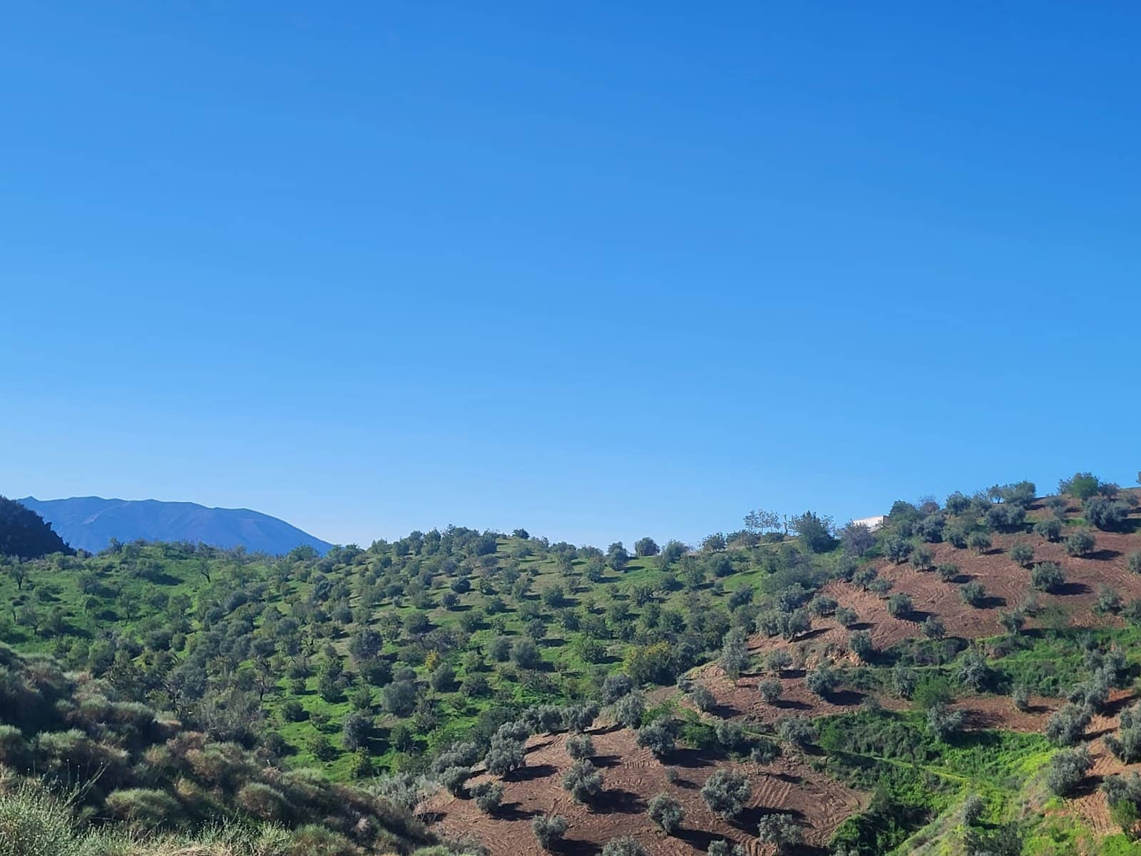 Finca/Casa di Campagna in vendita in Almogia - 85.000 € (Rif: 10175359)