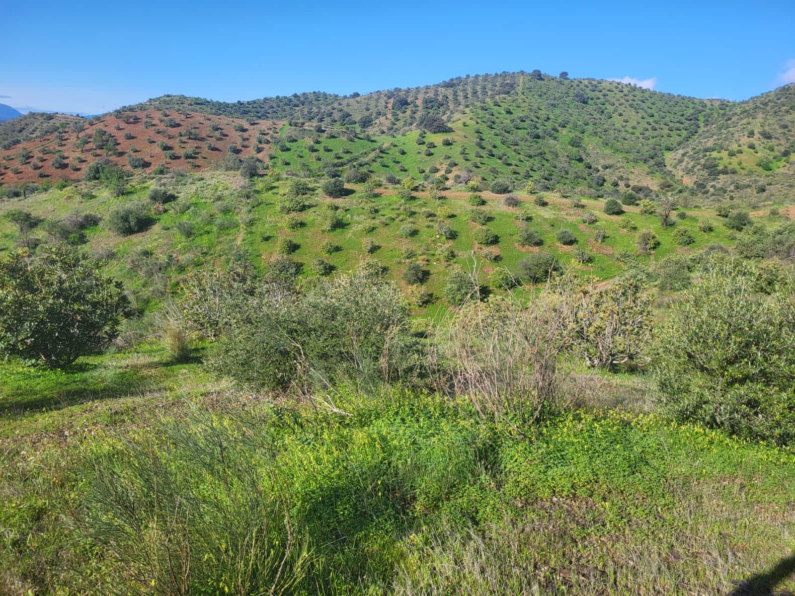 Finca/Casa di Campagna in vendita in Almogia - 85.000 € (Rif: 10175359)