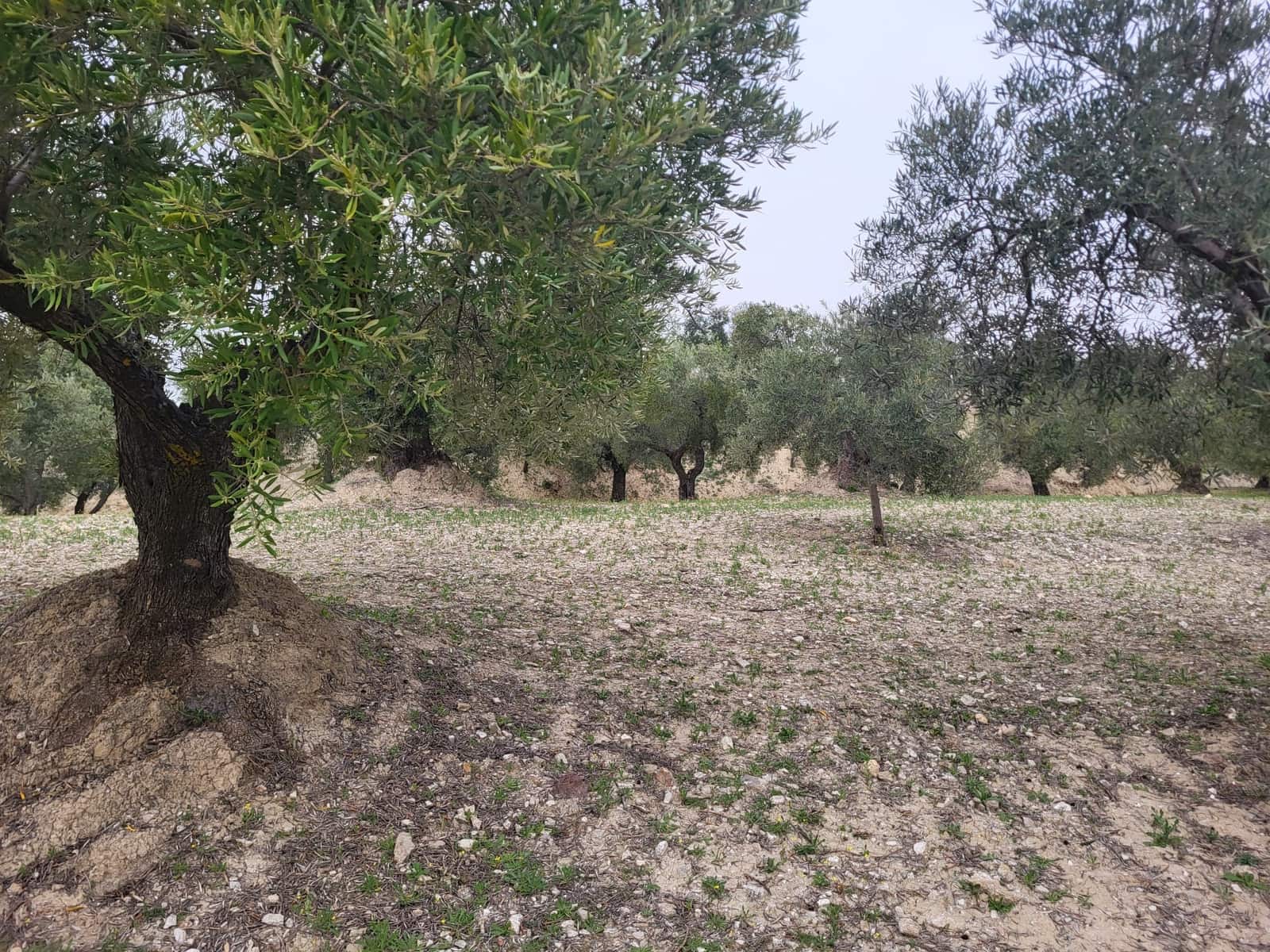 Finca/Landhuis te koop in Guevejar - € 18.500 (Ref: 10175410)