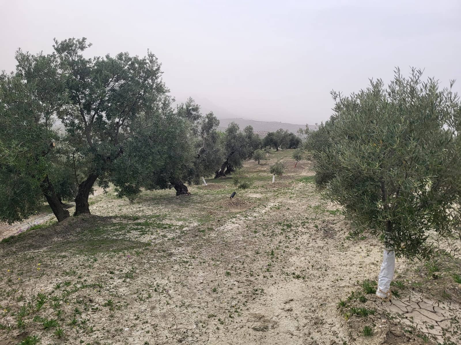 Finca/Landhuis te koop in Guevejar - € 18.500 (Ref: 10175410)