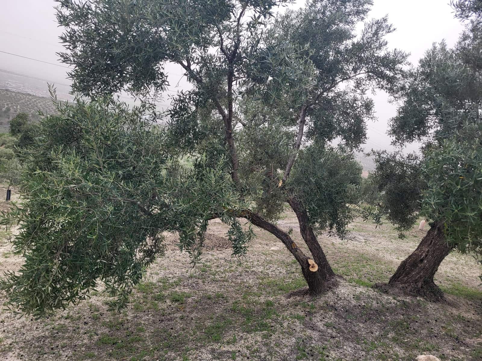 Finca/Landhuis te koop in Guevejar - € 18.500 (Ref: 10175410)
