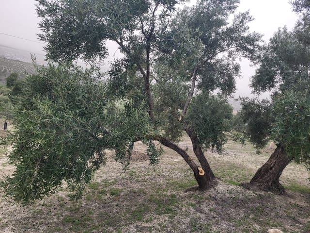 Finca/Landhuis te koop in Güevéjar - € 18.500 (Ref: 10175410)
