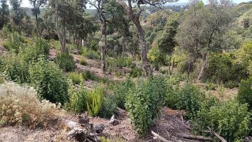 Ubebygd land til salgs i Lloret de Mar - € 18 000 (Ref: 9715225)