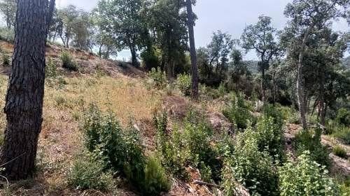 Ubebygd land til salgs i Lloret de Mar - € 18 000 (Ref: 9715225)