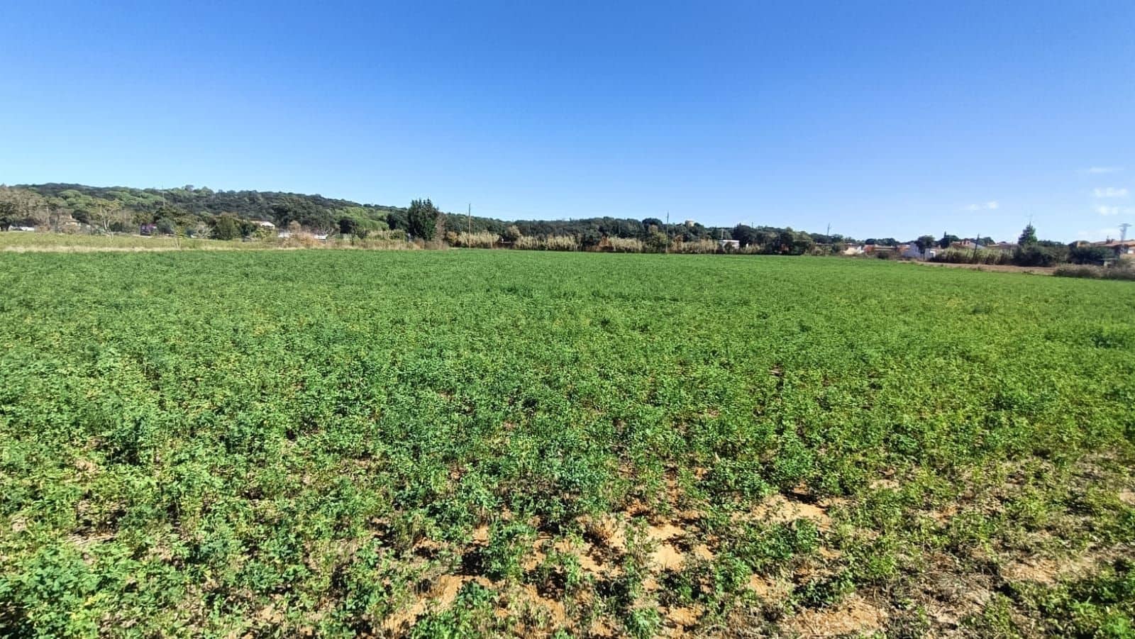 5 bedroom Finca/Country House for sale in Sant Gregori - € 950,000 (Ref: 9715245)