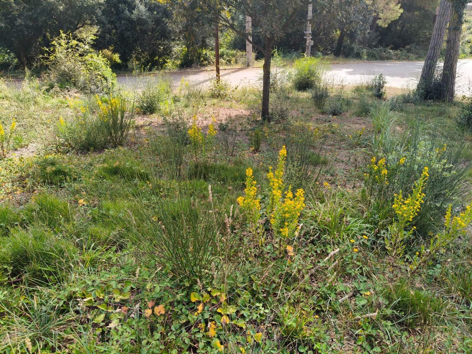 Byggetomt til salgs i Vidreres - € 30 000 (Ref: 9715248)