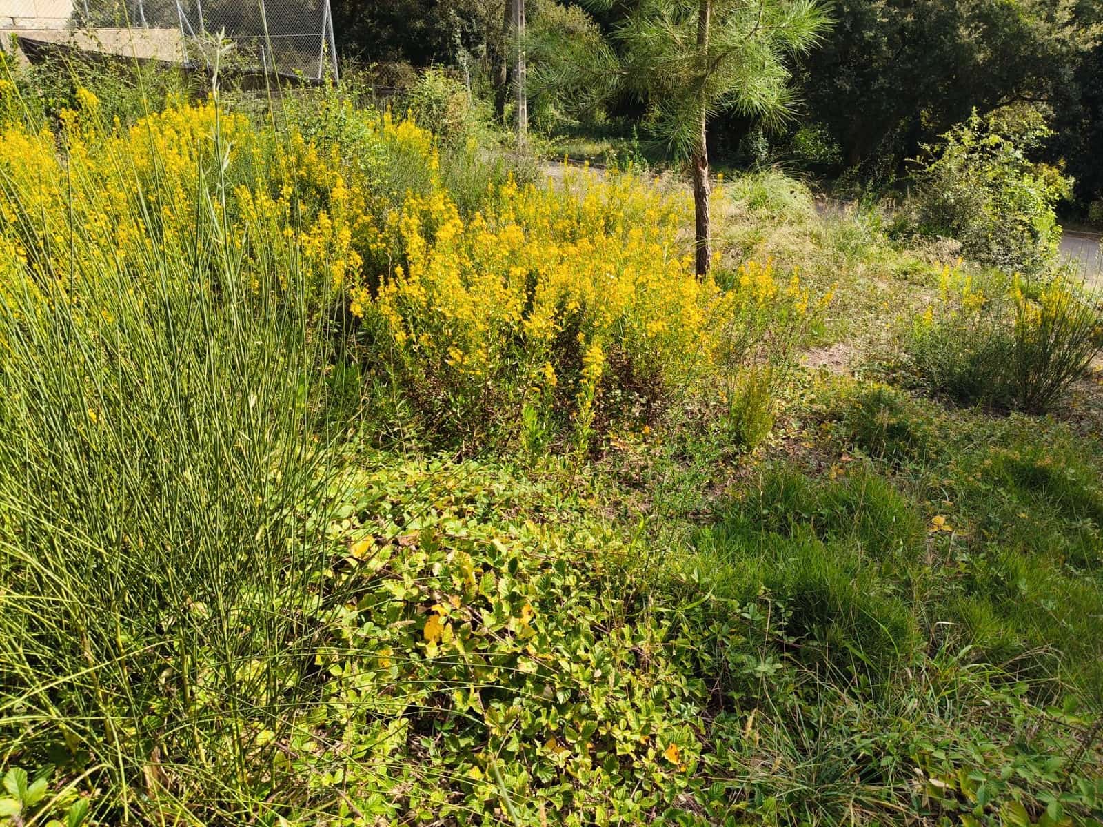 Byggetomt til salgs i Vidreres - € 30 000 (Ref: 9715248)