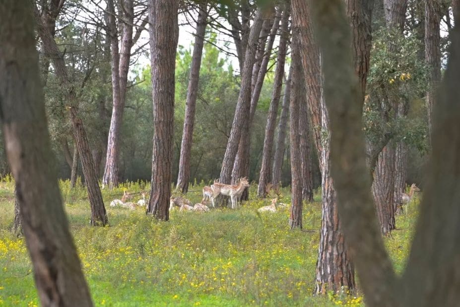 4 Zimmer Finca/Landgut zu verkaufen in Caldes de Malavella mit Pool - 875.000 € (Ref: 9715272)