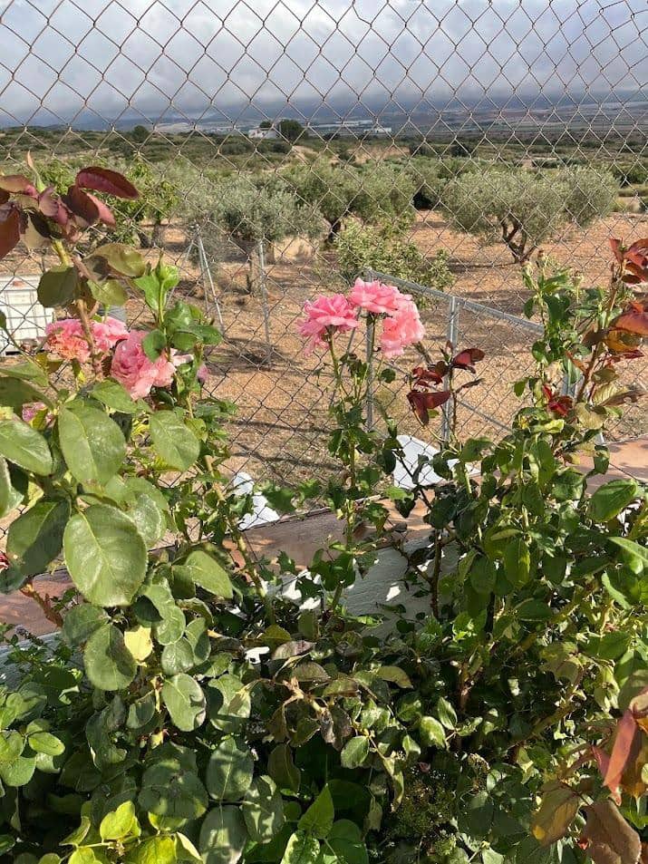 3 soveværelse Villa til salg i Almansa med swimmingpool - € 185.000 (Ref: 8950710)