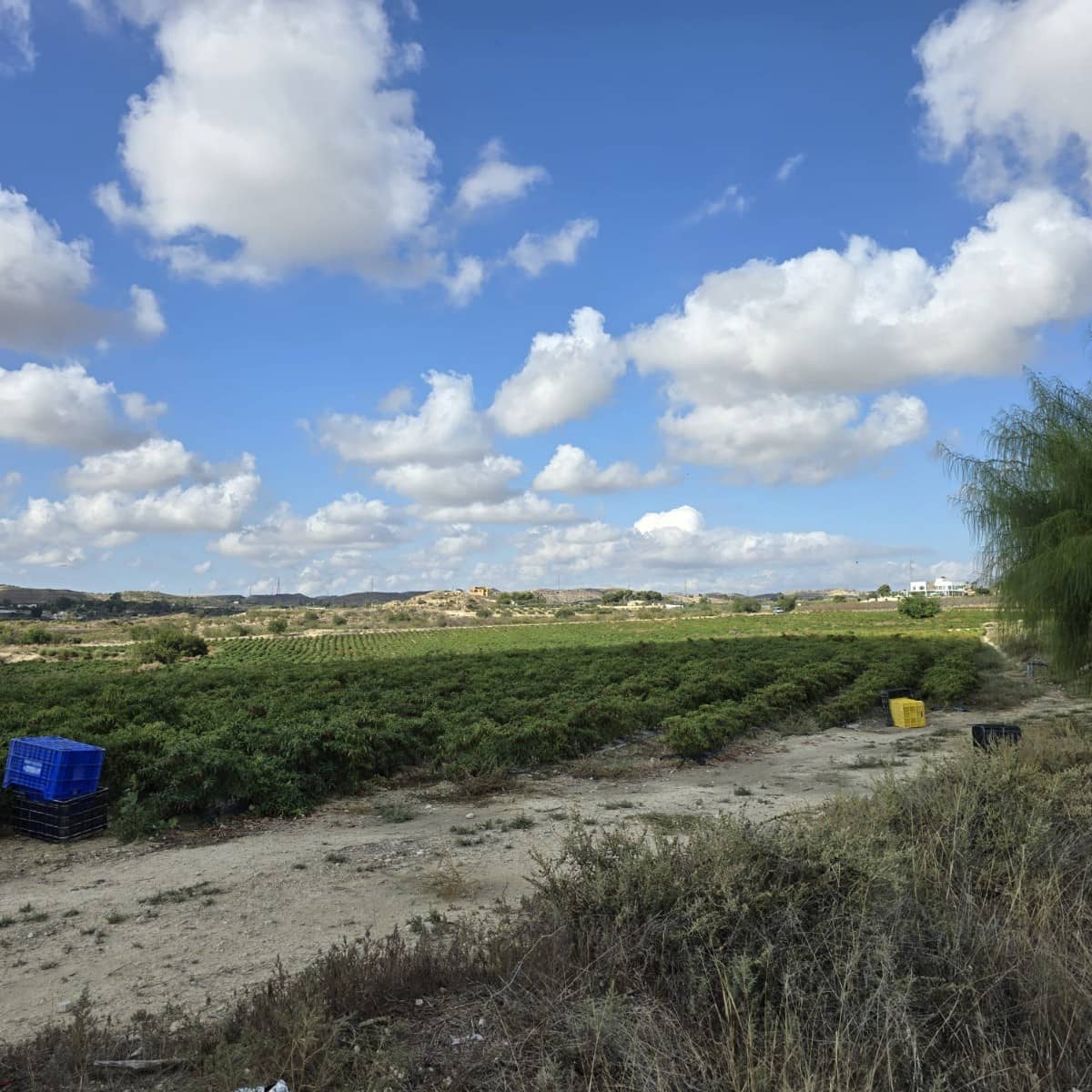 Terreno Não Urbanizado para venda em Torrellano - 581 900 € (Ref: 9449501)