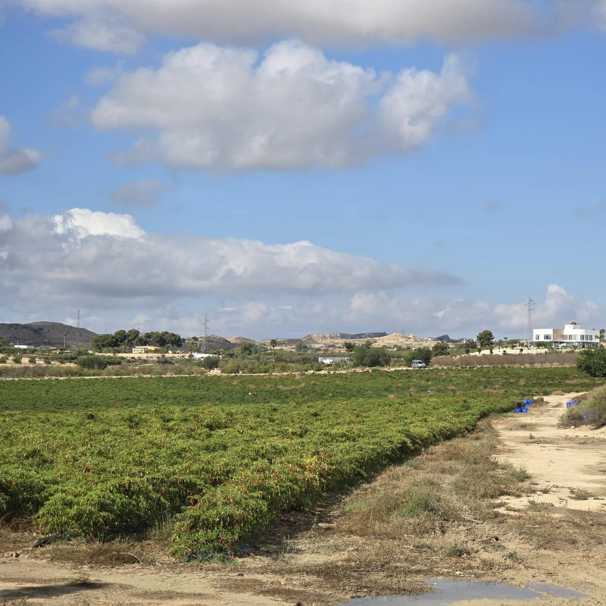 Terreno Não Urbanizado para venda em Torrellano - 581 900 € (Ref: 9449501)