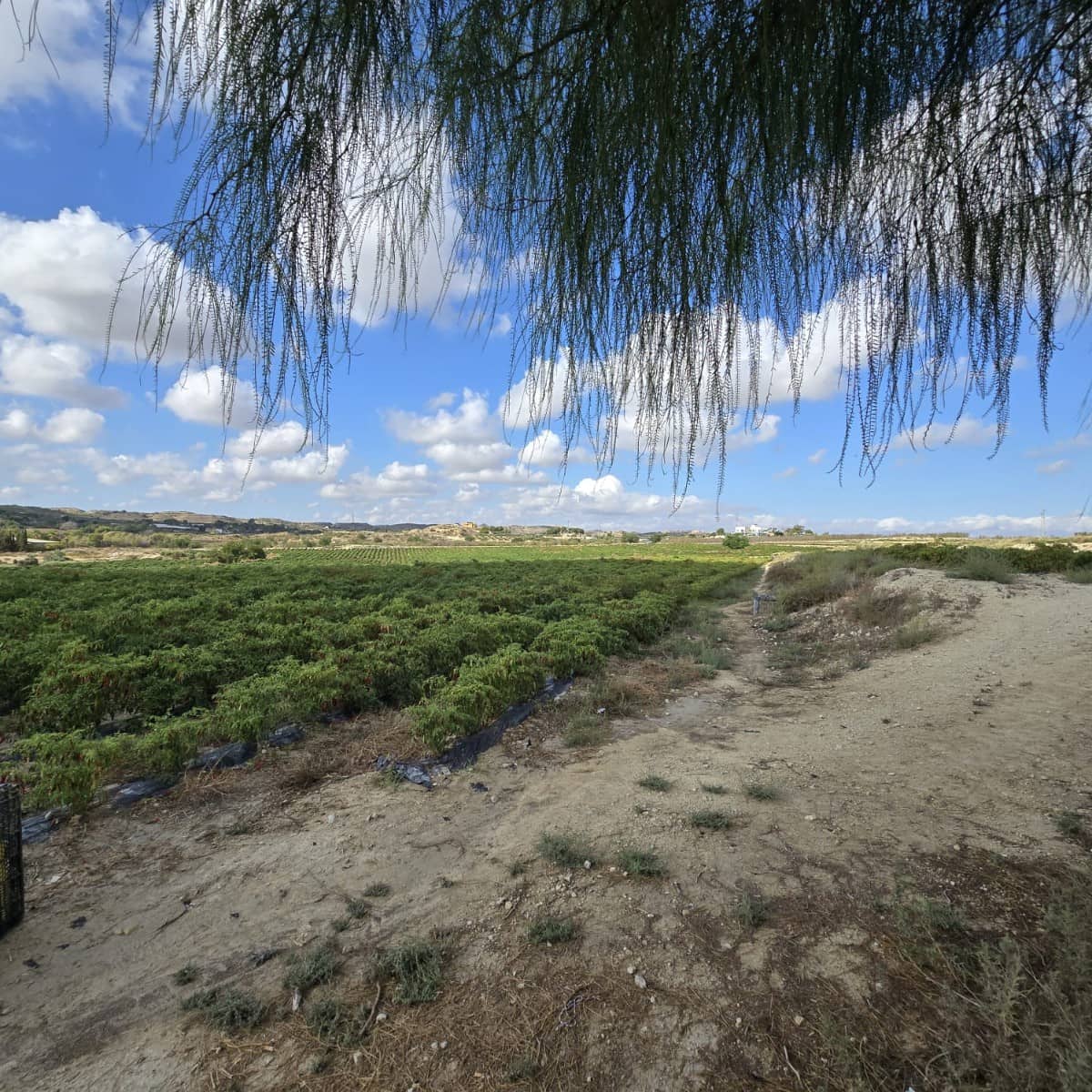 Terreno Não Urbanizado para venda em Torrellano - 581 900 € (Ref: 9449501)