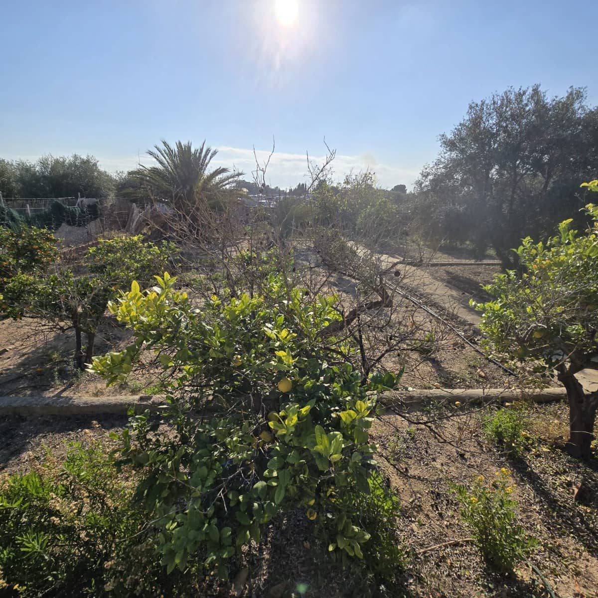 3 quarto Quinta/Casa Rural para venda em Torrellano com piscina - 251 000 € (Ref: 9547205)