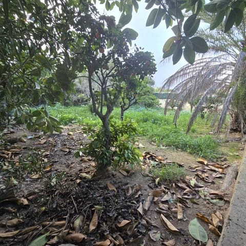 3 quarto Quinta/Casa Rural para venda em Torrellano, Elche / Elx com piscina - 251 000 € (Ref: 9547205)