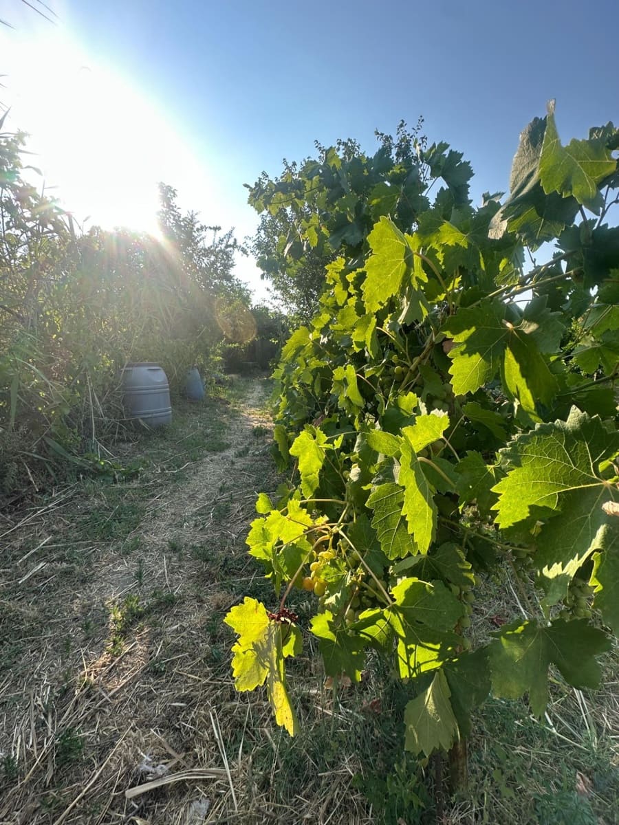 Finca/Casa Rural de 1 habitación en Olula del Río en venta - 53.000 € (Ref: 10021026)