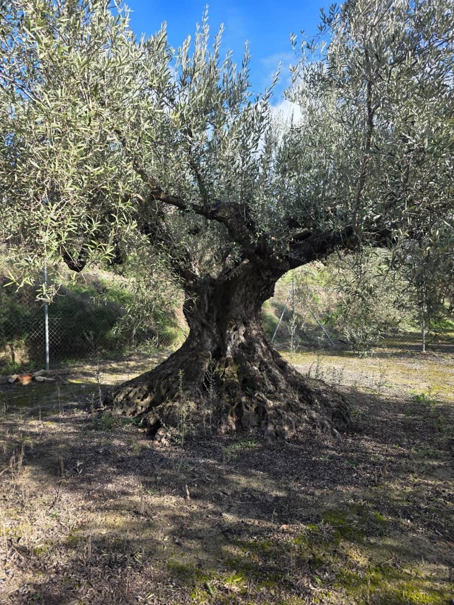 3 soveværelse Finca/Landehus til salg i Gorga med swimmingpool garage - € 380.000 (Ref: 9541741)