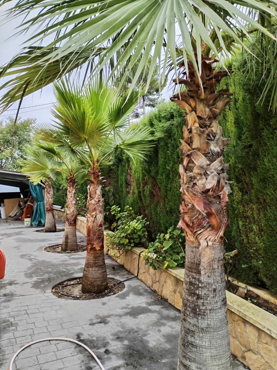 5 soverom Villa til salgs i Benillup med svømmebasseng - € 300 000 (Ref: 9548371)