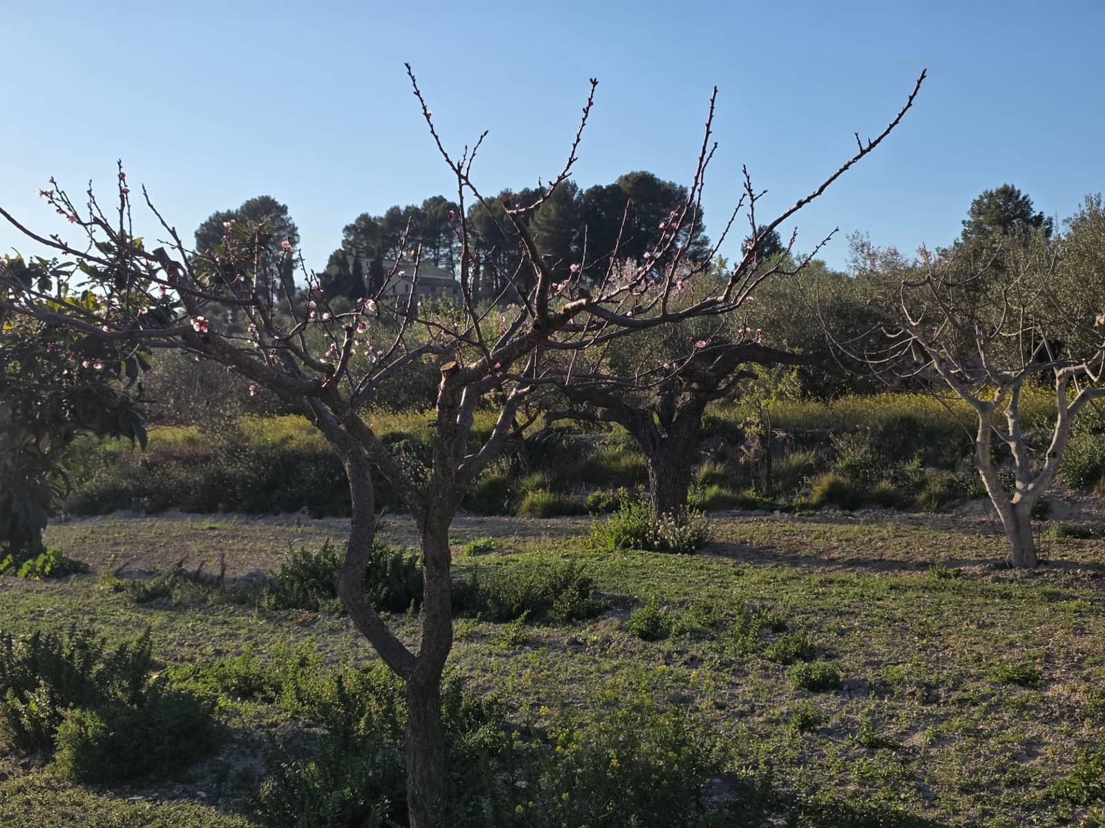 8 chambre Finca/Maison de Campagne à vendre à Gorga - 200 000 € (Ref: 9670791)
