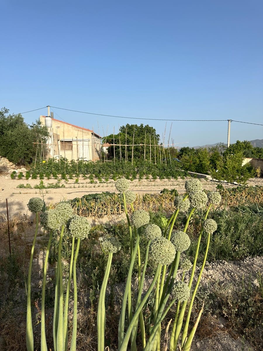 1 bedroom Finca/Country House for sale in Somontin with garage - € 75,000 (Ref: 9920542)