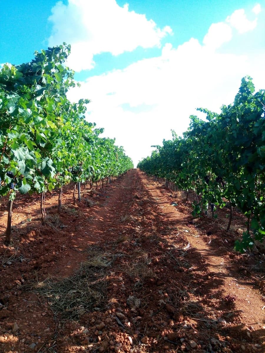 Terreno Não Urbanizado para venda em Honrubia de la Cuesta - 1 000 000 € (Ref: 10184993)