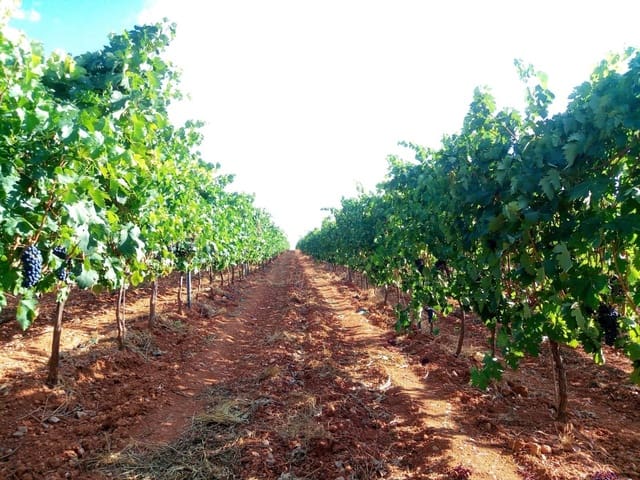 Undeveloped Land for sale in Honrubia de la Cuesta - € 1,000,000 (Ref: 10184993)