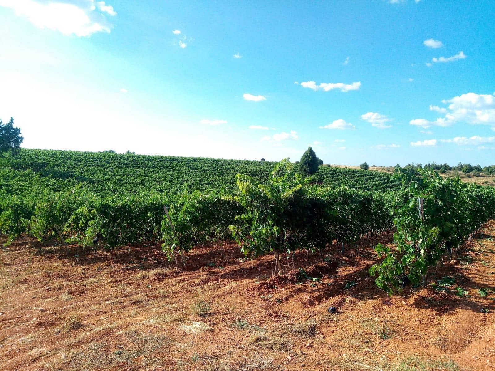 Terreno Não Urbanizado para venda em Honrubia de la Cuesta - 1 000 000 € (Ref: 10184993)
