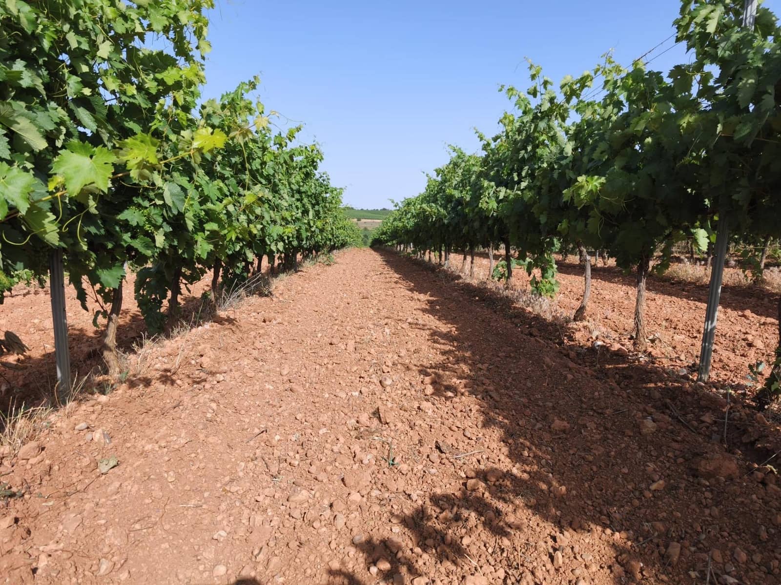 Terreno Não Urbanizado para venda em Honrubia de la Cuesta - 1 000 000 € (Ref: 10184993)
