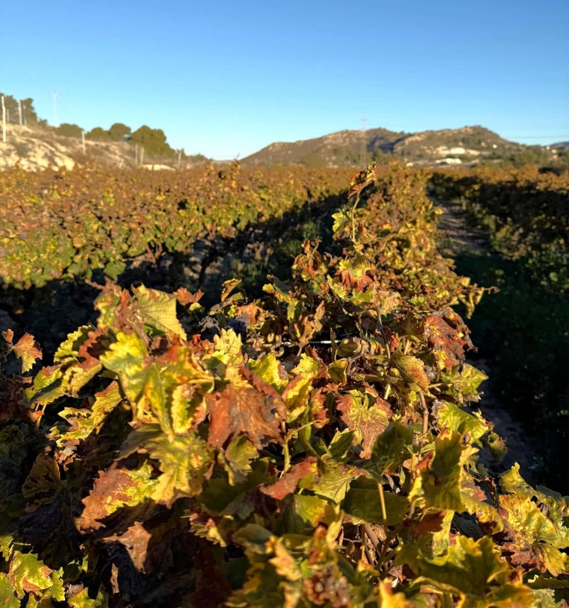 Rakentamaton maa myytävänä paikassa Novelda - 89 000 € (Ref: 9438105)