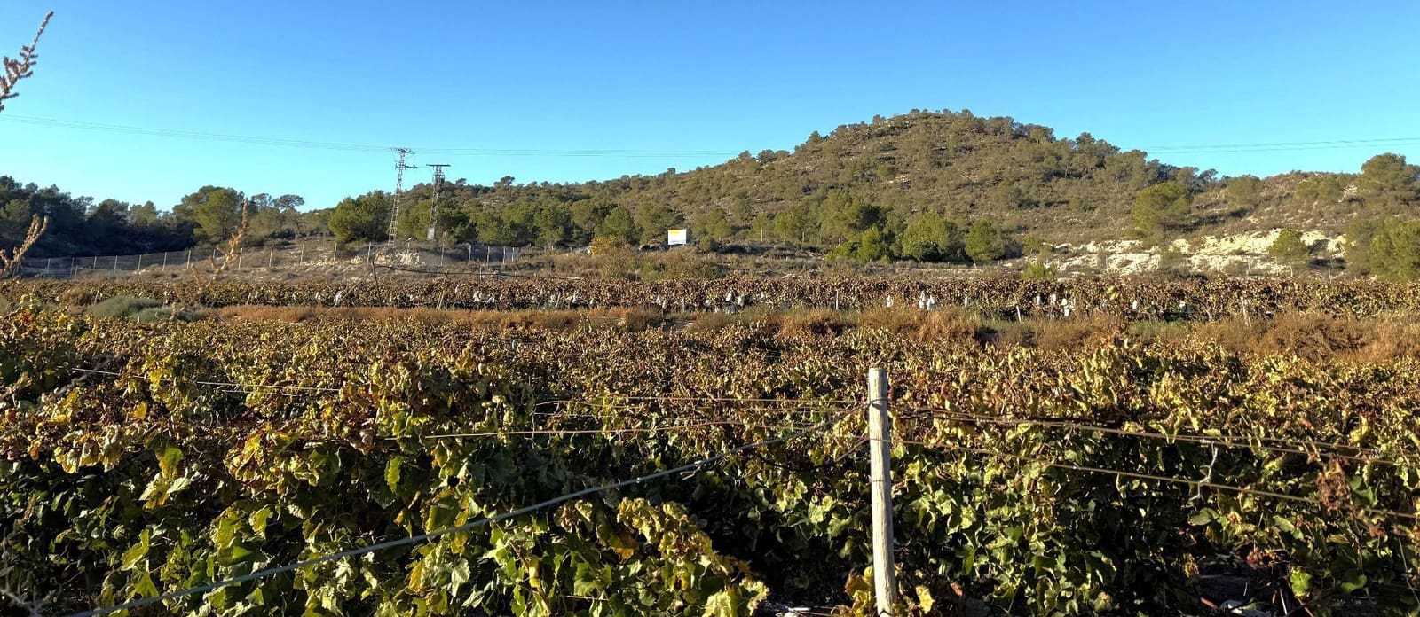 Undeveloped Land for sale in Novelda - € 79,500 (Ref: 9438105)