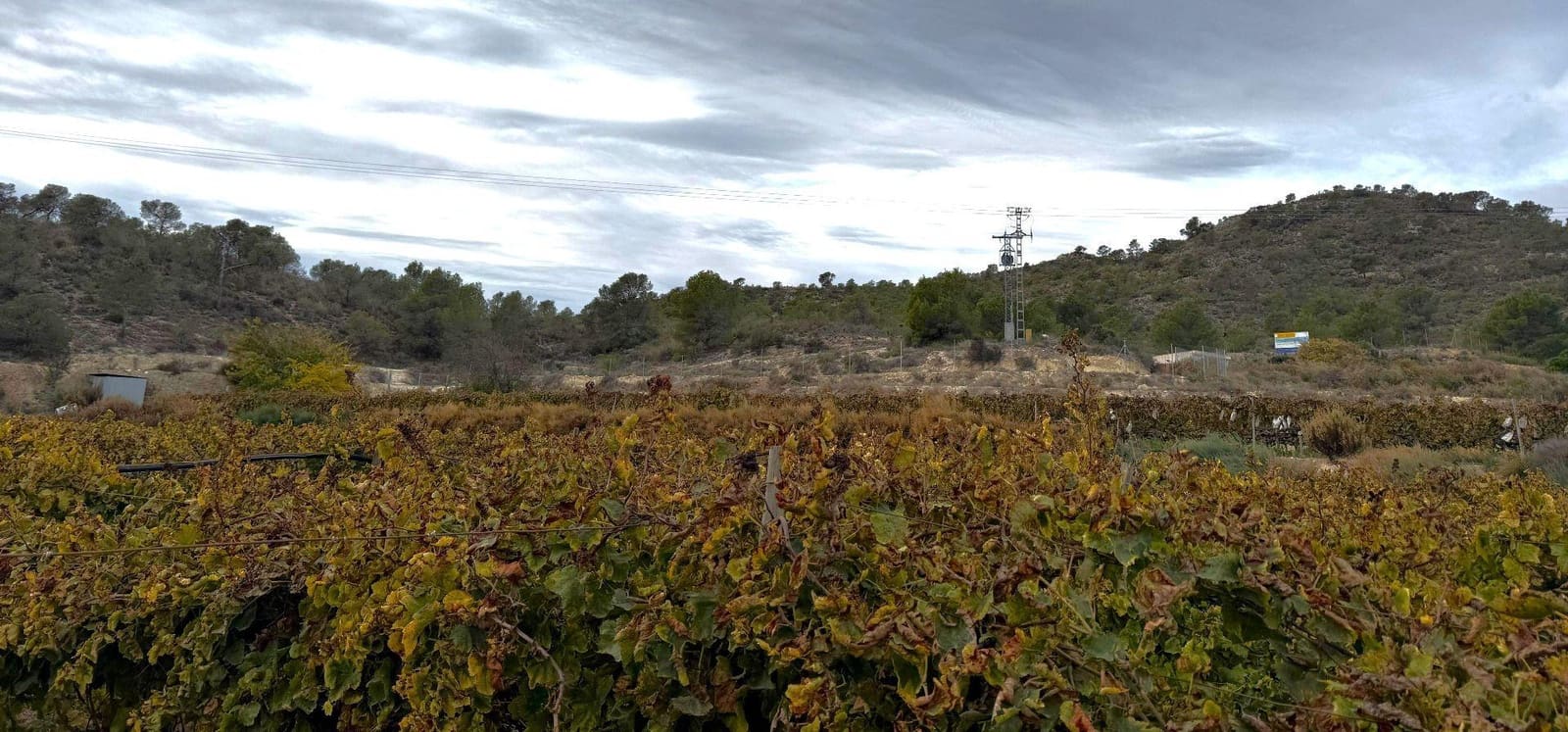 Undeveloped Land for sale in Novelda - € 79,500 (Ref: 9438105)