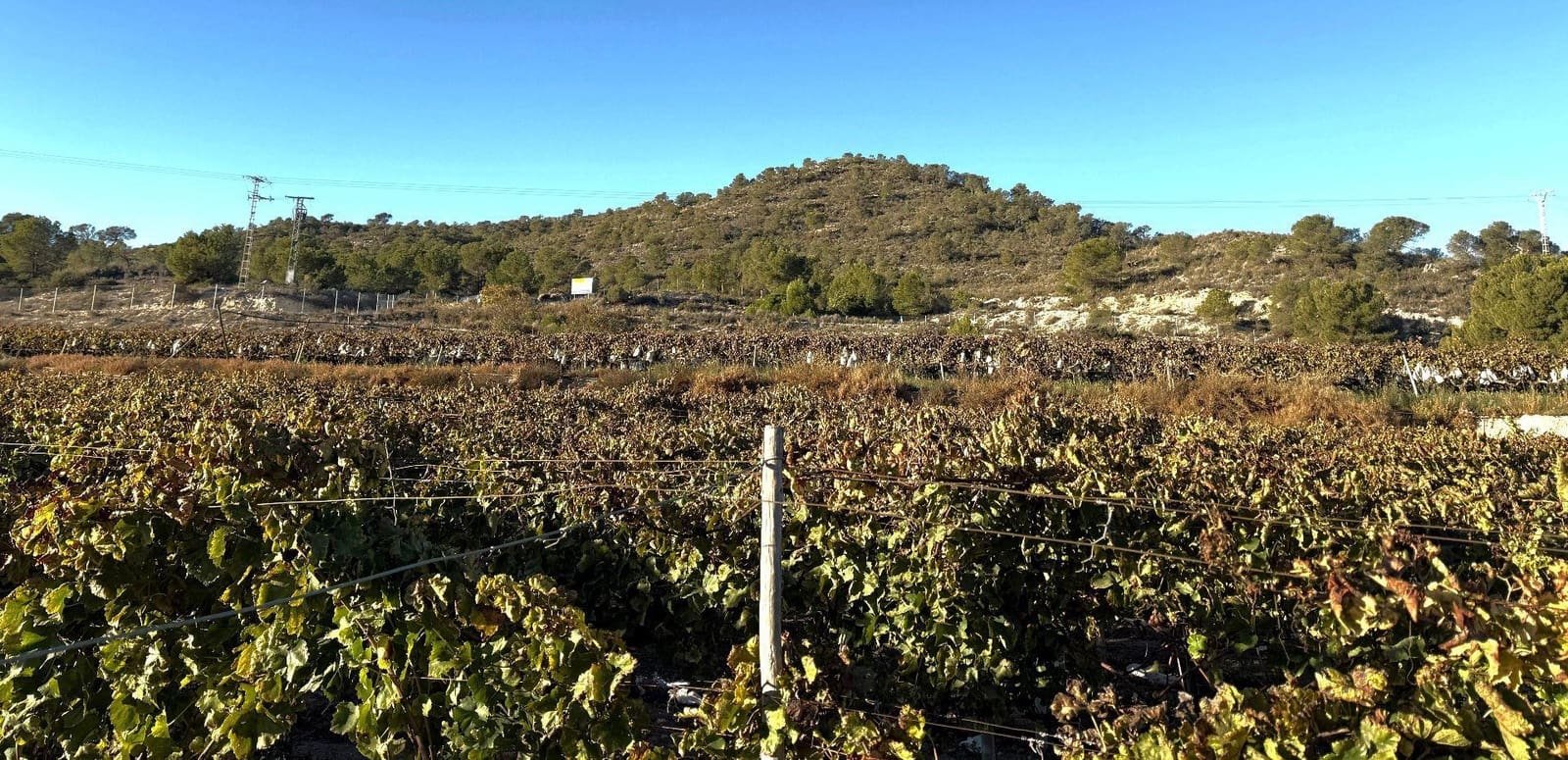 Undeveloped Land for sale in Novelda - € 79,500 (Ref: 9438105)