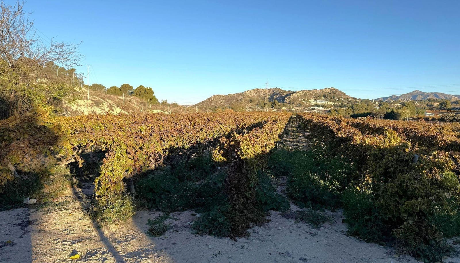 Undeveloped Land for sale in Novelda - € 79,500 (Ref: 9438105)