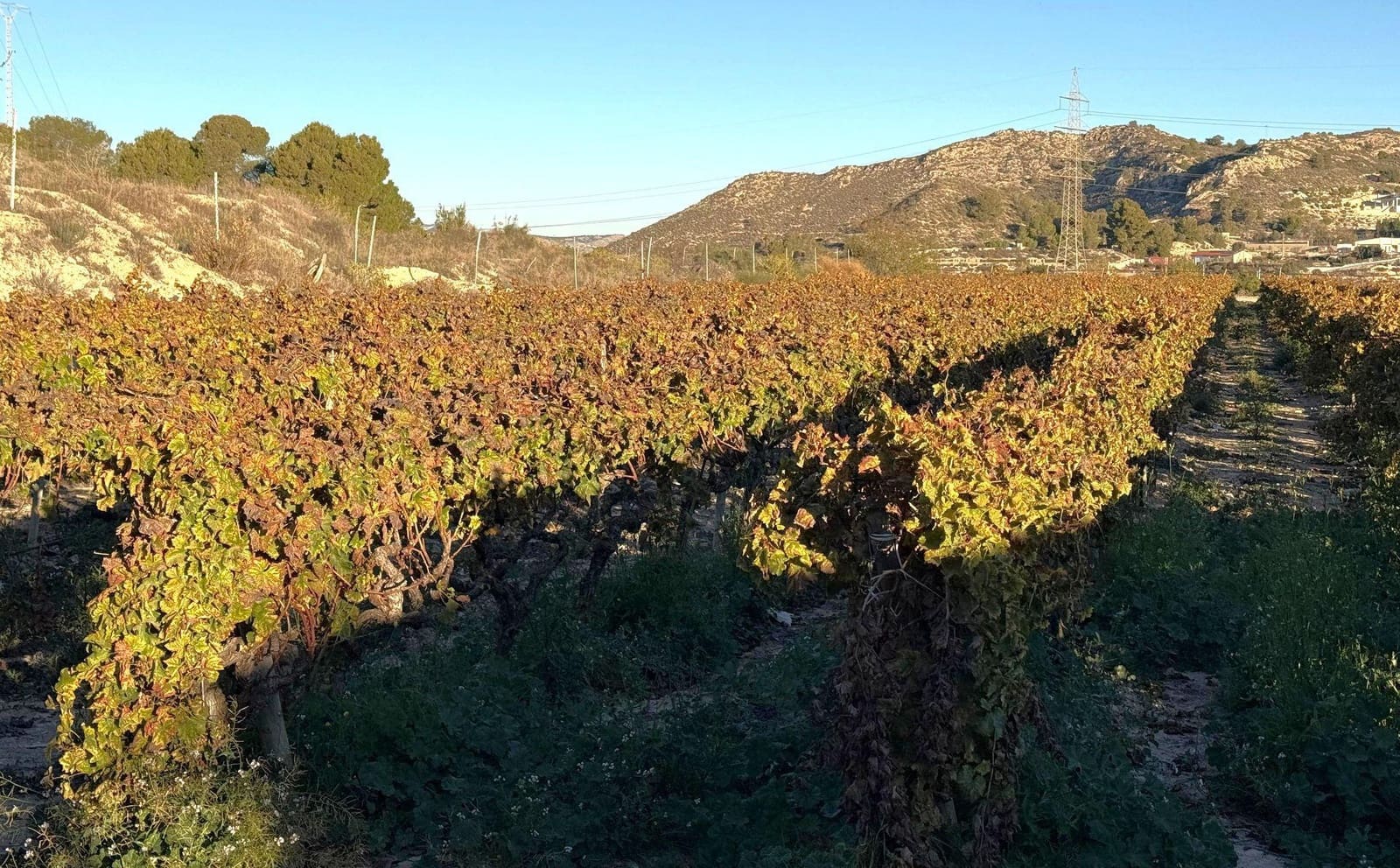 Undeveloped Land for sale in Novelda - € 79,500 (Ref: 9438105)