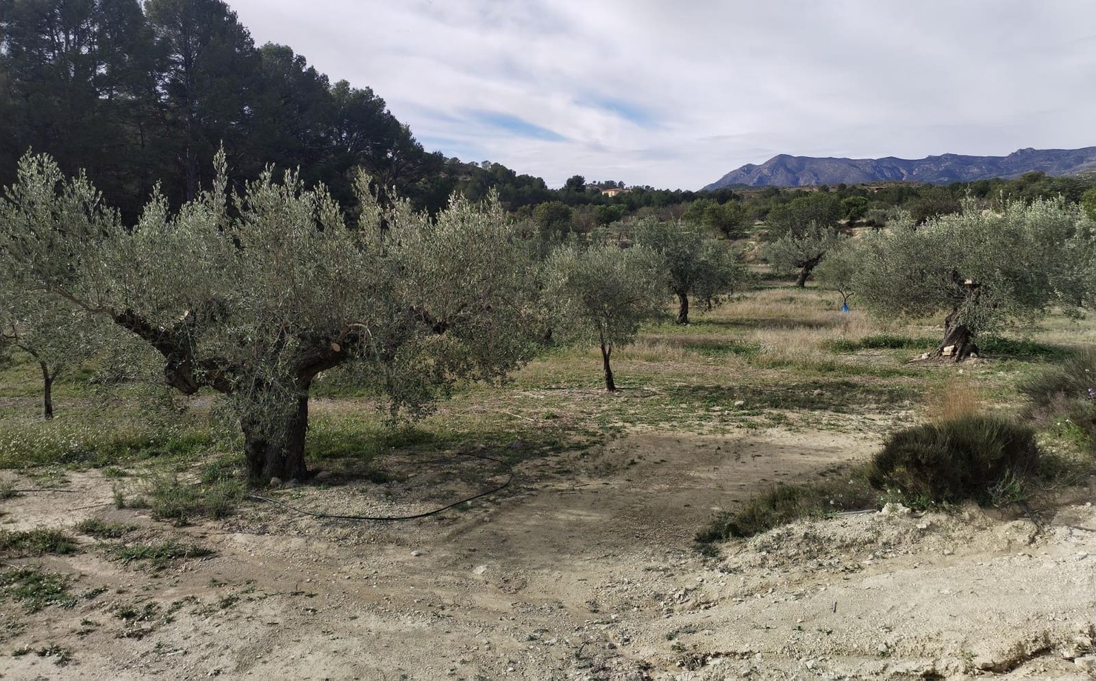 3 bedroom Finca/Country House for sale in Relleu with pool garage - € 450,000 (Ref: 9586723)