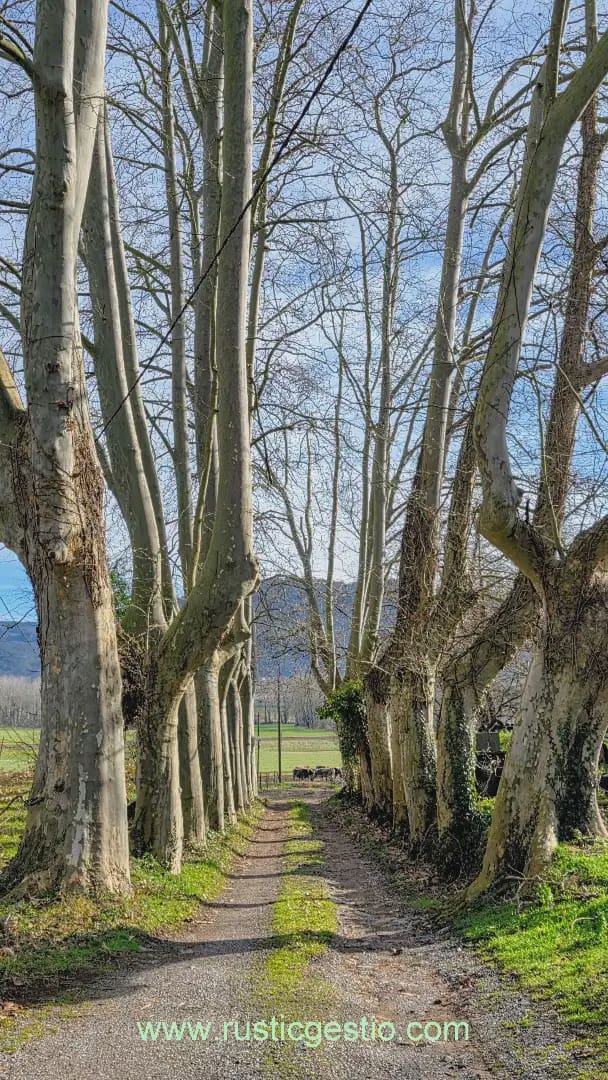 25 bedroom Finca/Country House for sale in La Vall d'en Bas - € 1,500,000 (Ref: 9803789)