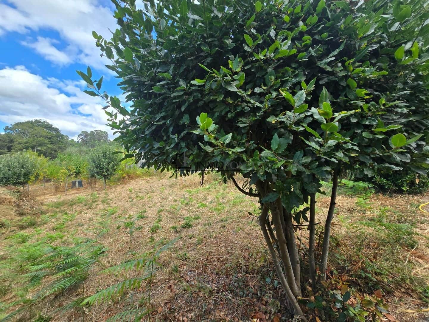 4 Zimmer Finca/Landgut zu verkaufen in Pontevedra Stadt - 600.000 € (Ref: 9191928)