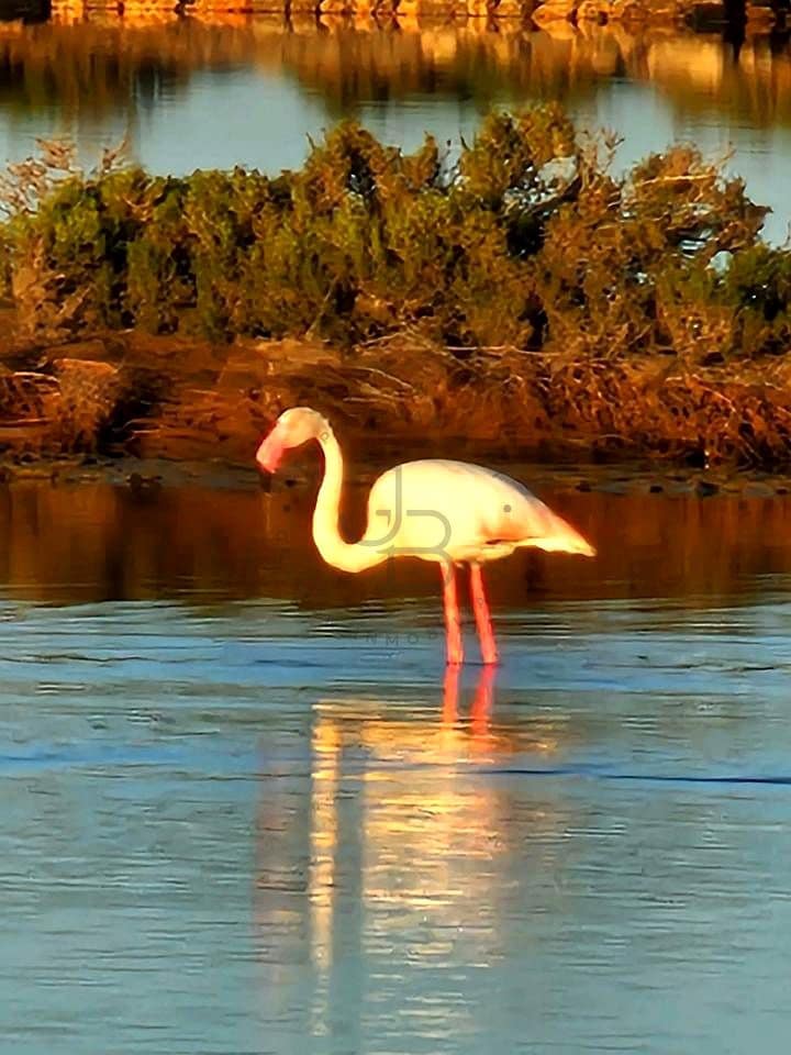 4 slaapkamer Villa te huur in San Jose / Sant Josep de Sa Talaia - € 12.000 (Ref: 9305169)