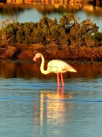 4 sypialnia Willa do wynajęcia w San Jose / Sant Josep de Sa Talaia - 12 000 € (Ref: 9305169)