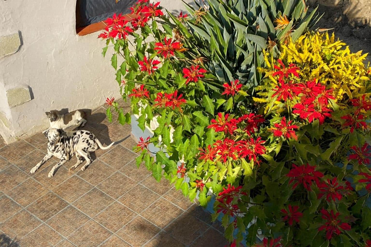 Chalet de 3 habitaciones en Los Llanos de Aridane en venta con garaje - 475.000 € (Ref: 9450671)