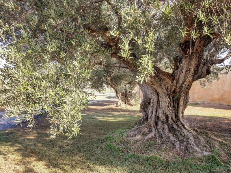 4 slaapkamer Finca/Landhuis te koop in Teulada met zwembad - € 4.200.000 (Ref: 9450656)