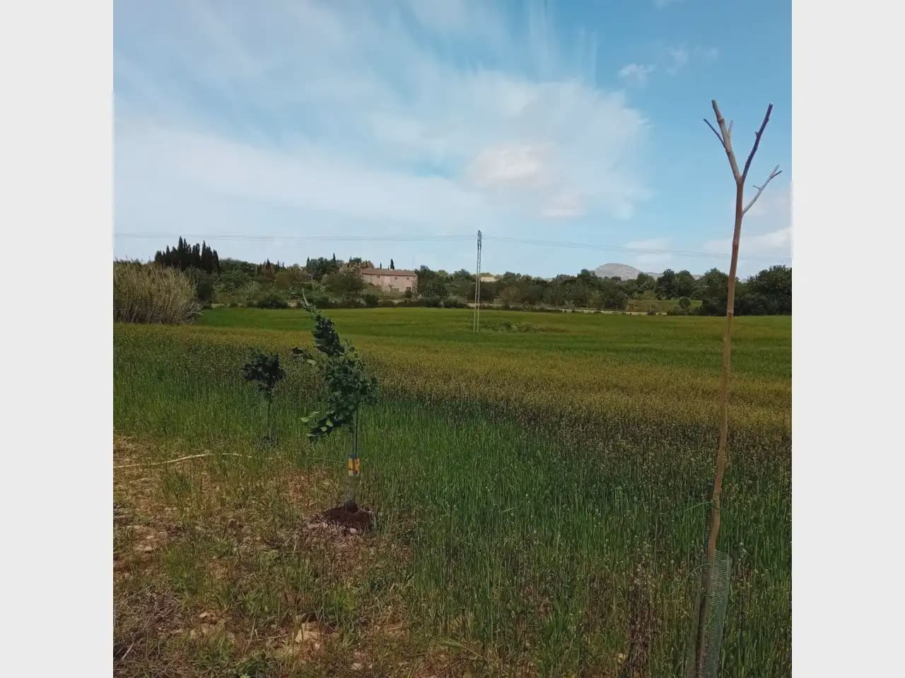 Tomt till salu i Manacor - 175 000 € (Ref: 10140190)