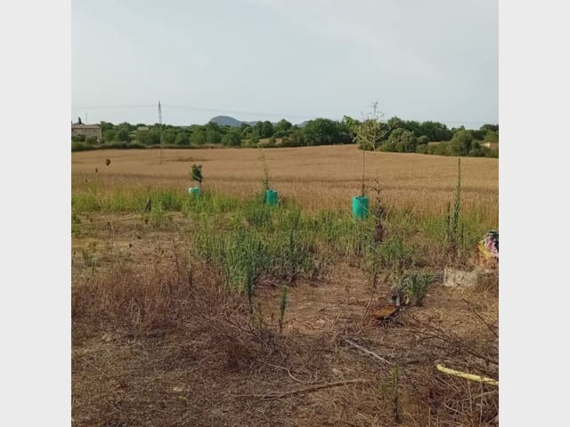 Tomt till salu i Manacor - 175 000 € (Ref: 10140190)