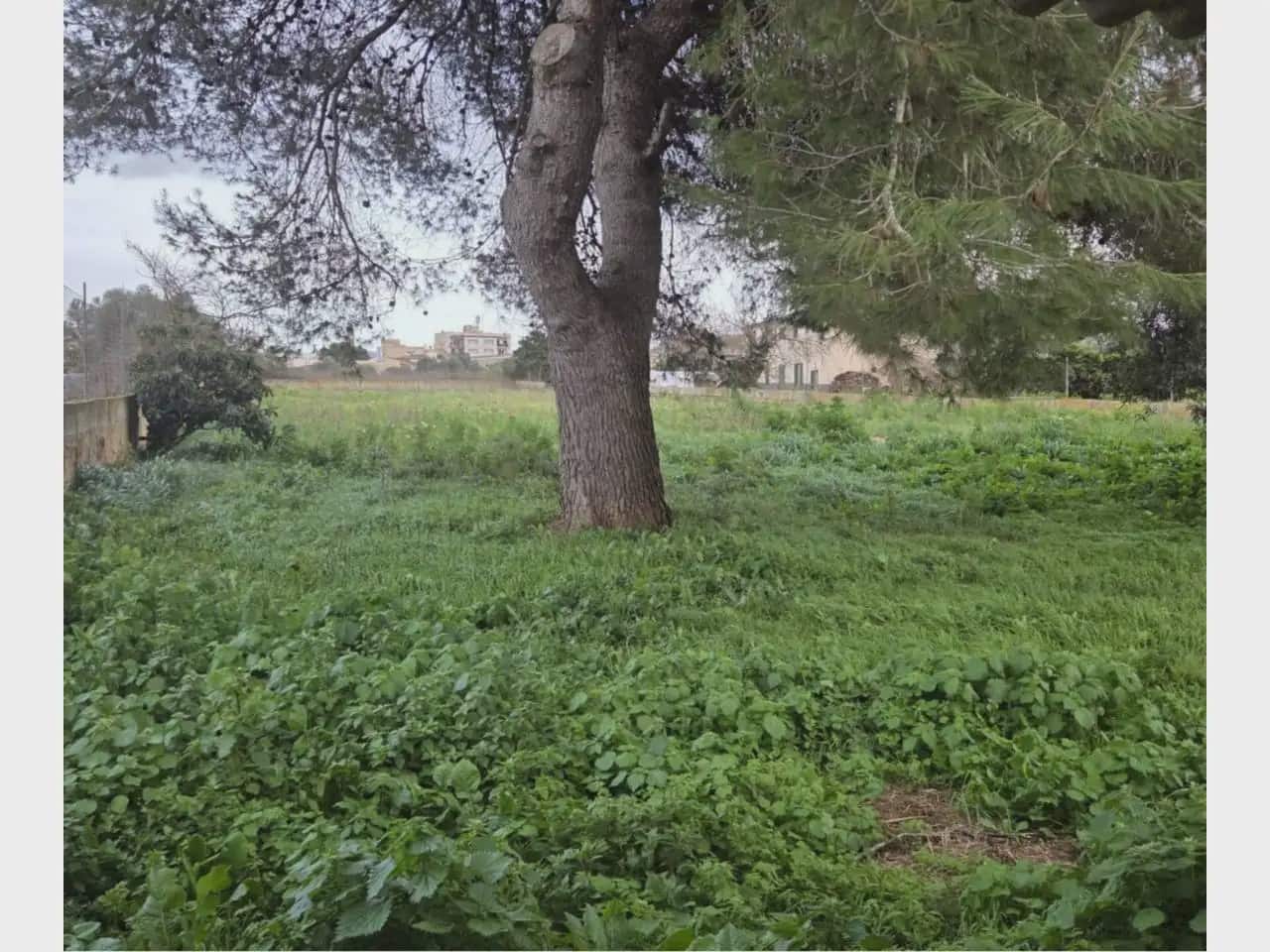 3 chambre Finca/Maison de Campagne à vendre à Manacor avec garage - 470 000 € (Ref: 9963441)