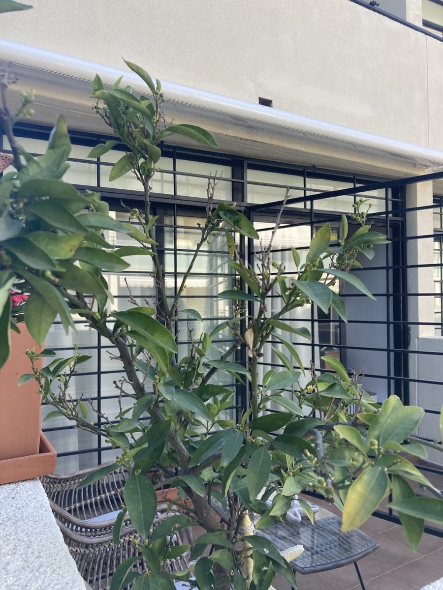 4 bedroom Terraced Villa for rent in Javea / Xabia with garage - € 2,200 (Ref: 9844355)