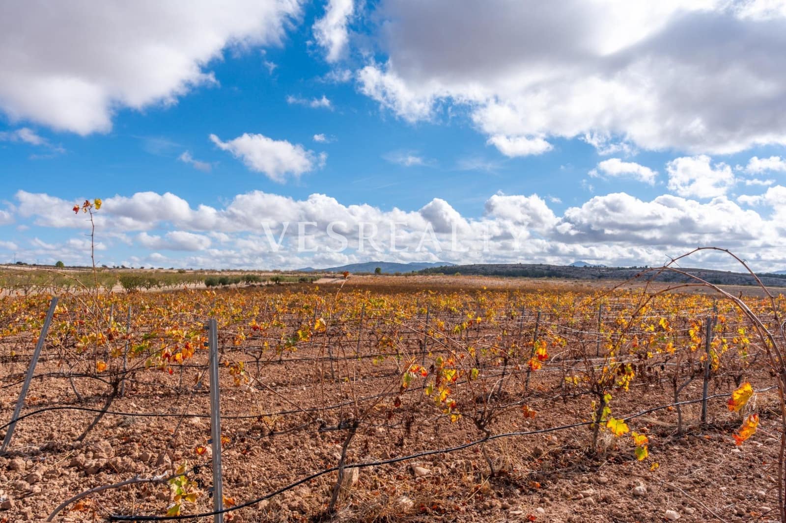 Finca/Casa Rural en Jumilla en venta - 4.950.000 € (Ref: 9382761)