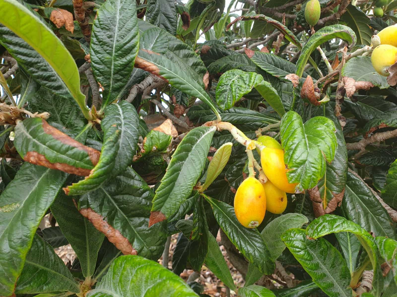 Finca/Maison de Campagne à vendre à Guia de Isora avec garage - 218 000 € (Ref: 8945545)