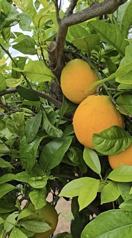 Finca/Landehus til salg i Guía de Isora med garage - € 218.000 (Ref: 8945545)