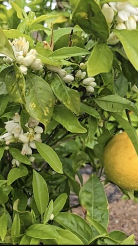 Finca/Landehus til salg i Guía de Isora med garage - € 218.000 (Ref: 8945545)